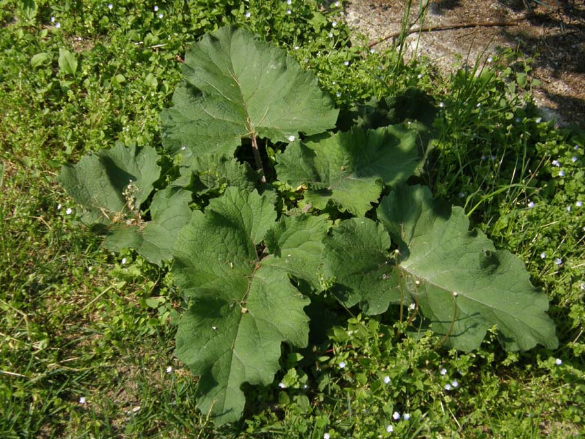 Grandi foglie nel prato - Arctium sp. (Asteraceae)