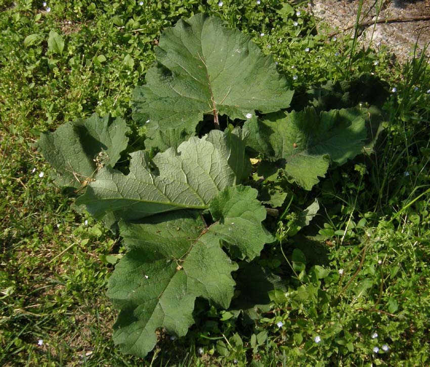 Grandi foglie nel prato - Arctium sp. (Asteraceae)