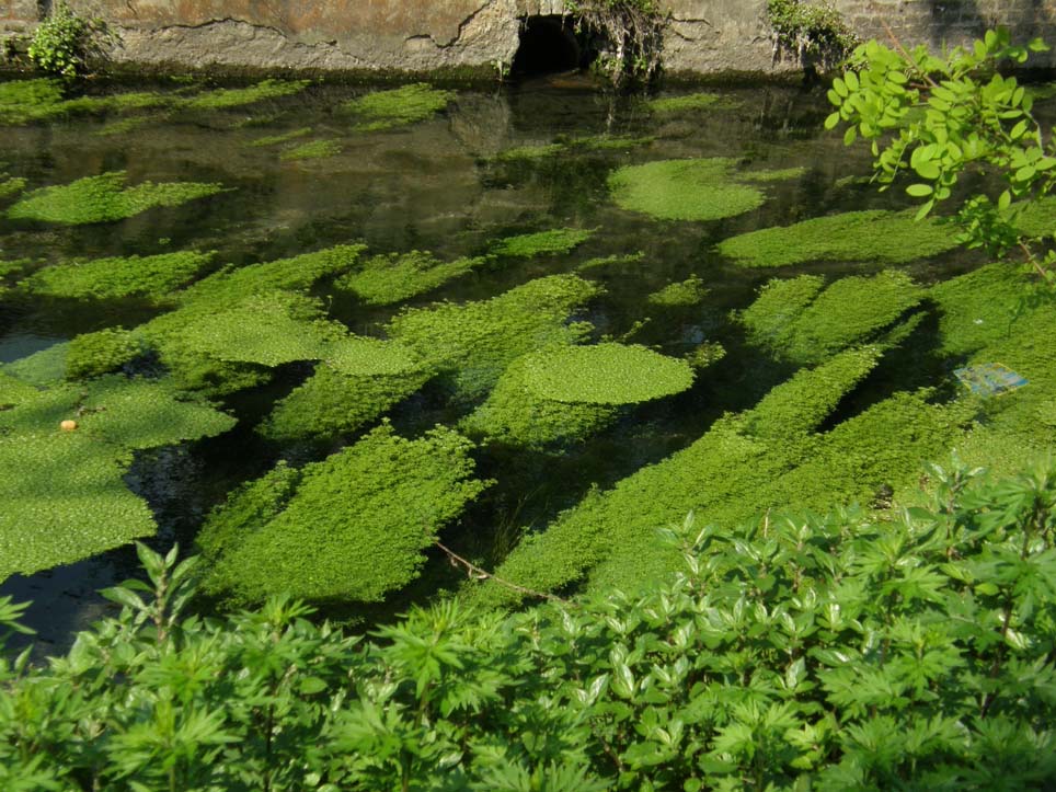 Tappeto verde sull''acqua - Callitriche sp. (Lamiales - Plantaginaceae)