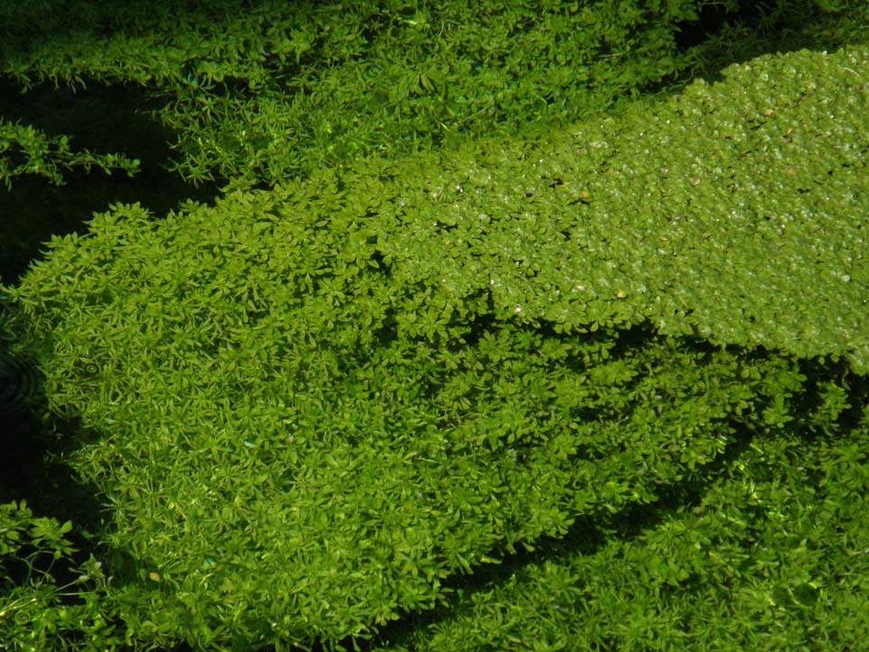 Tappeto verde sull''acqua - Callitriche sp. (Lamiales - Plantaginaceae)