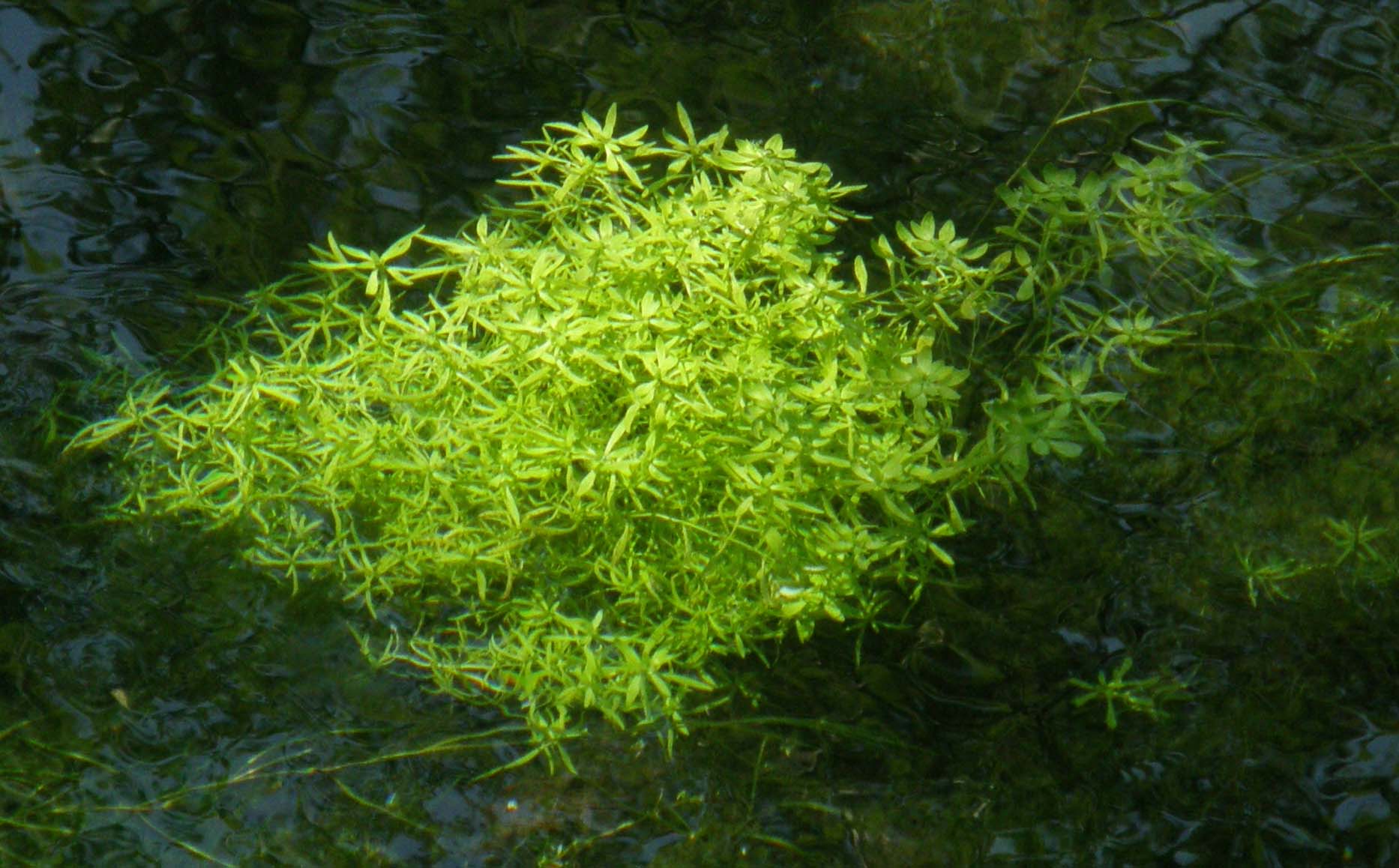 Tappeto verde sull''acqua - Callitriche sp. (Lamiales - Plantaginaceae)