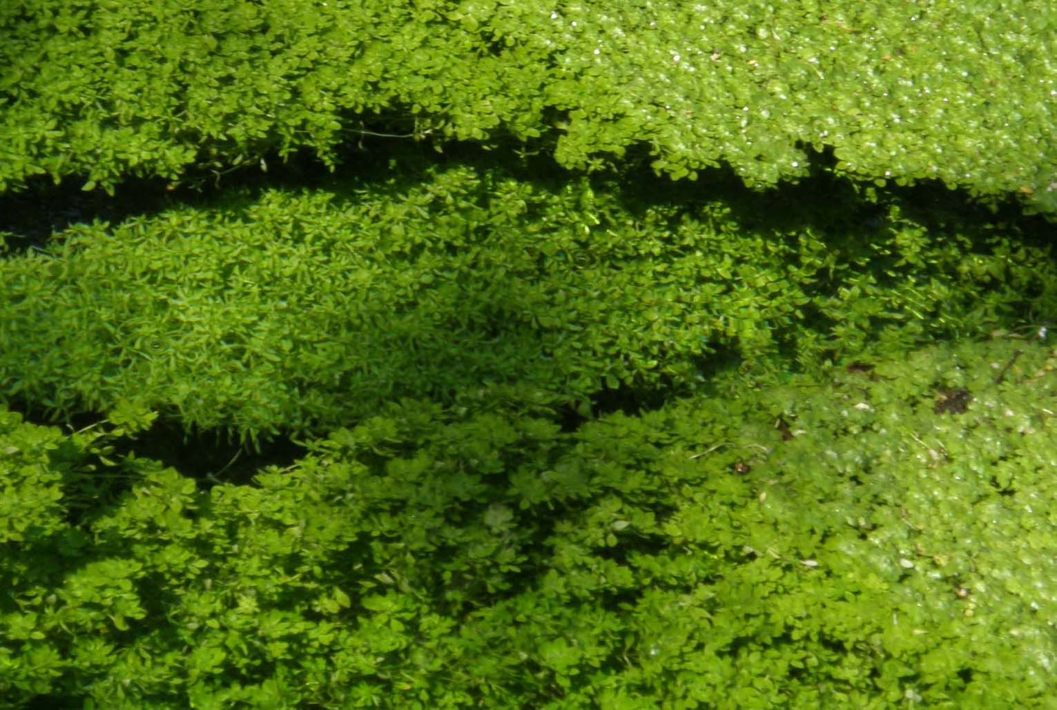 Tappeto verde sull''acqua - Callitriche sp. (Lamiales - Plantaginaceae)