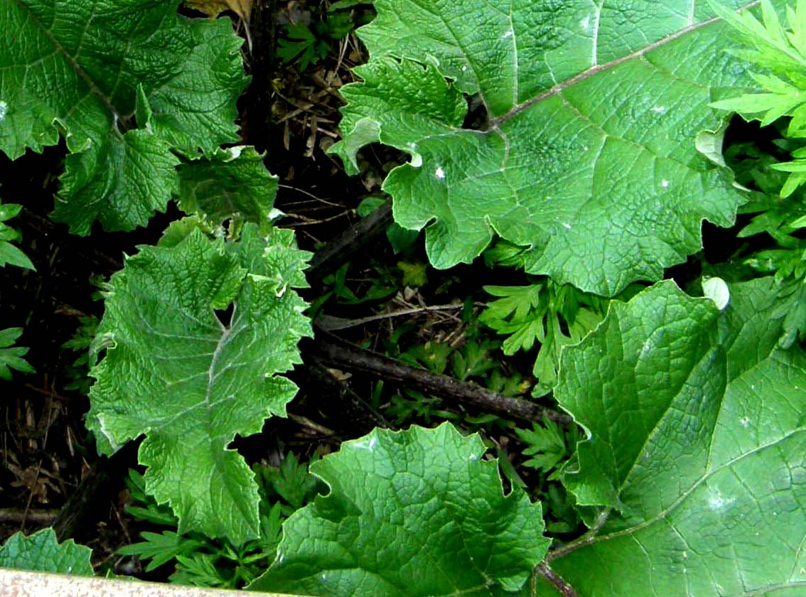 Grandi foglie nel prato - Arctium sp. (Asteraceae)