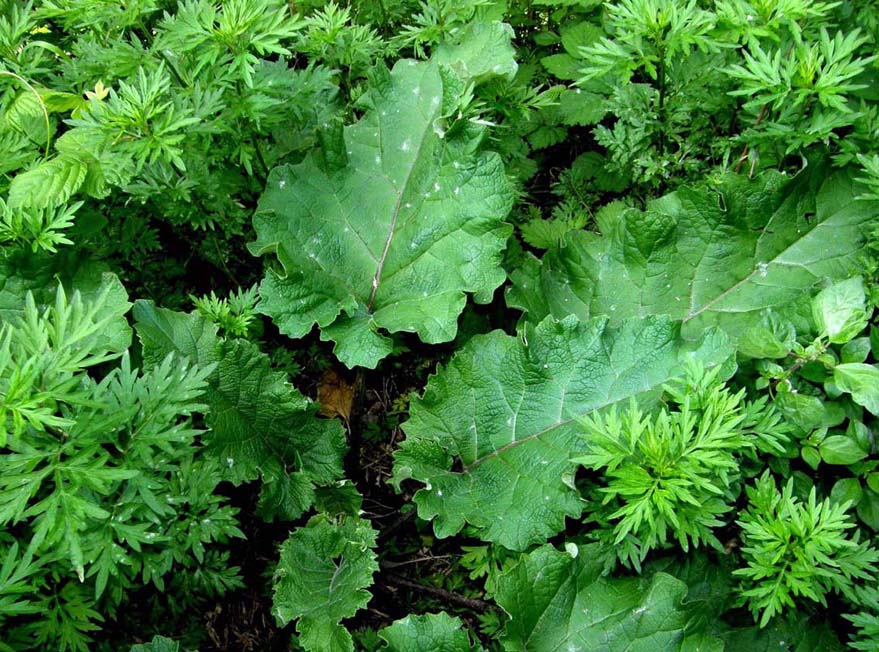 Grandi foglie nel prato - Arctium sp. (Asteraceae)