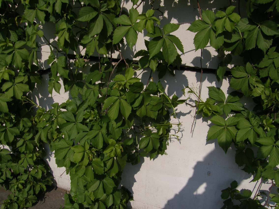 Fumaria sp. (Ranunculares - Papaveraceae)