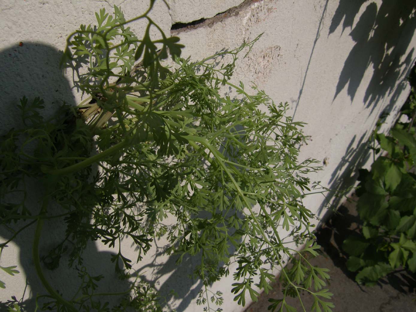 Fumaria sp. (Ranunculares - Papaveraceae)