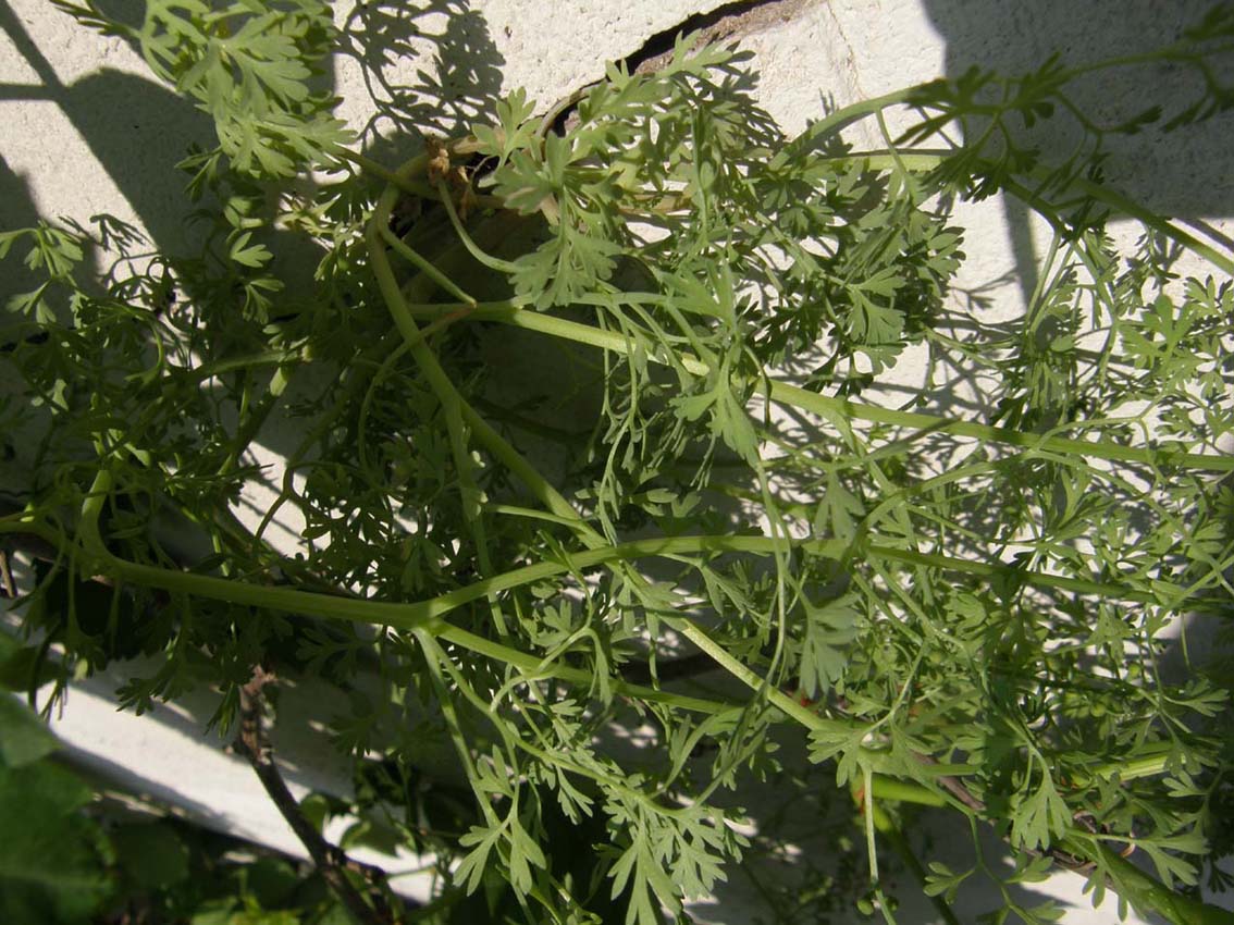 Fumaria sp. (Ranunculares - Papaveraceae)