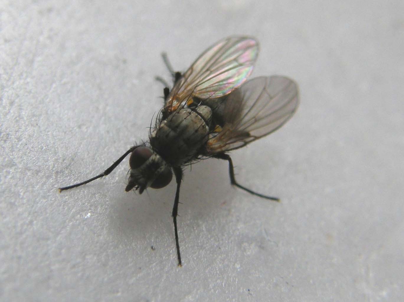 Verosimile femmina di Anthomyiidae.