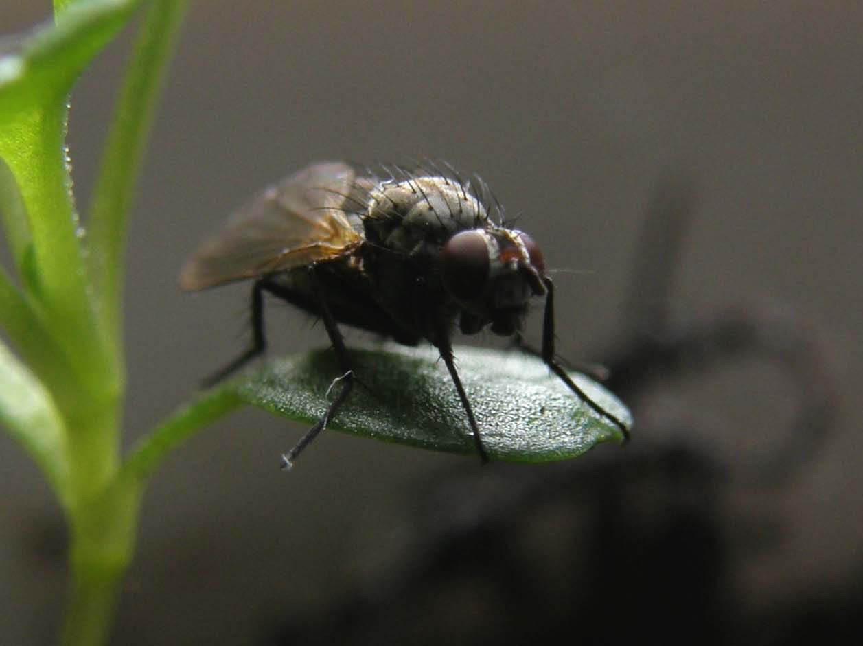 Verosimile femmina di Anthomyiidae.