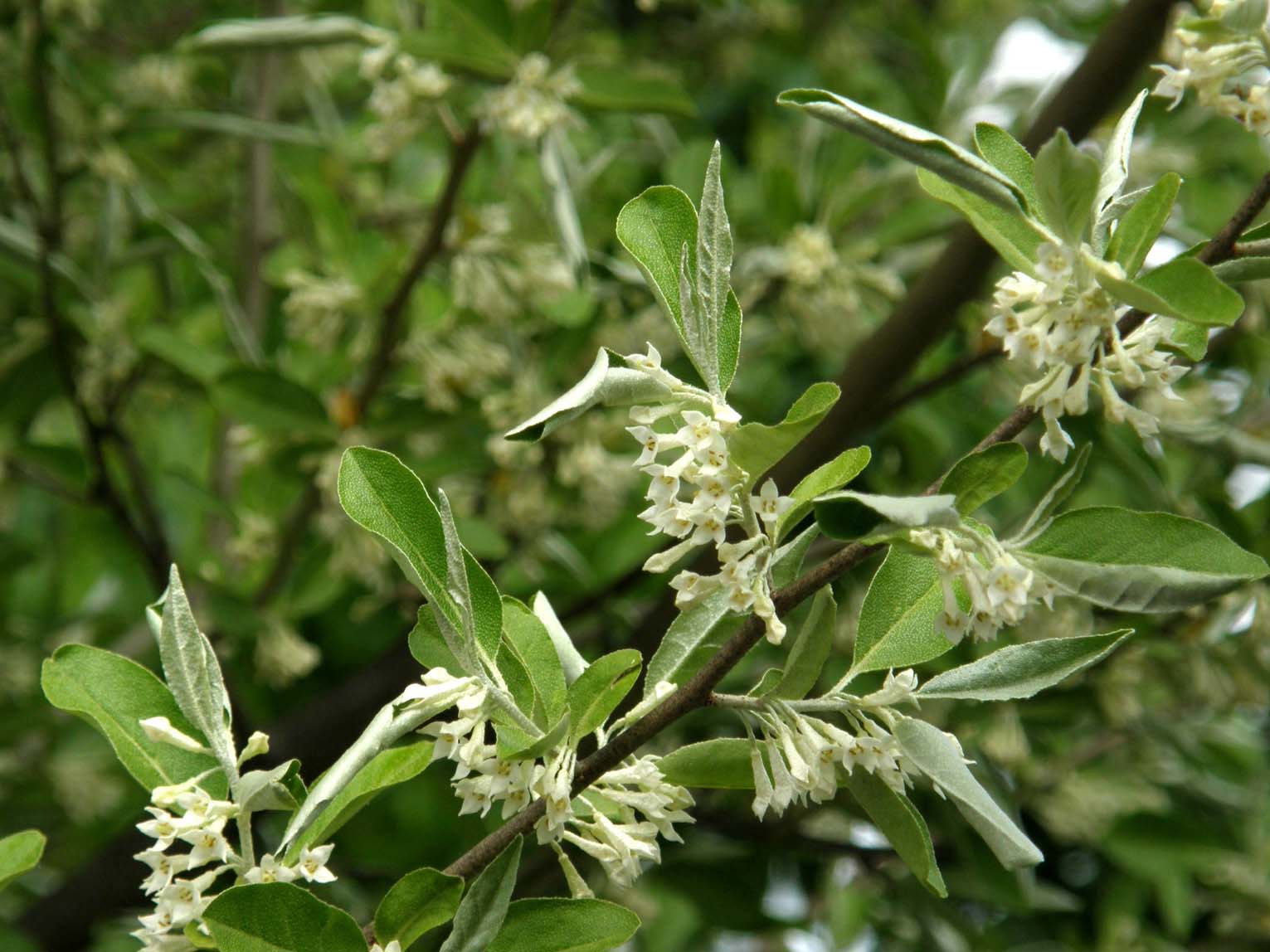 Eleagnus angustifolia