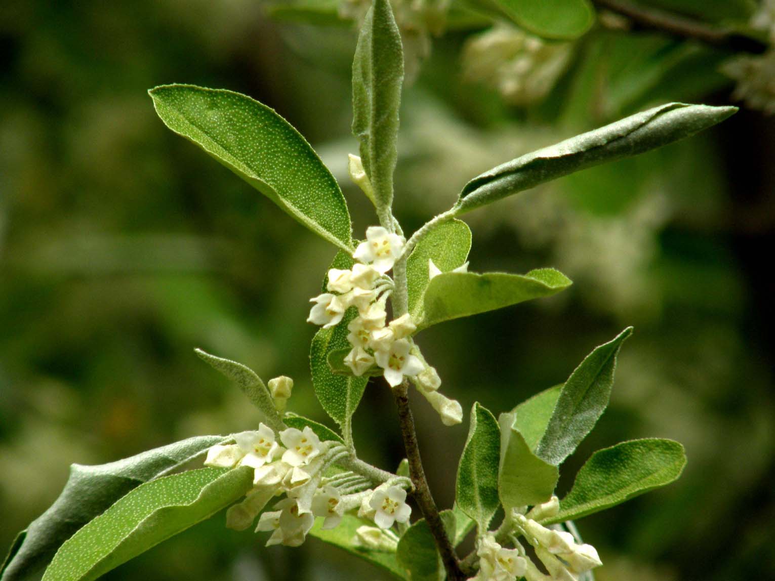 Eleagnus angustifolia