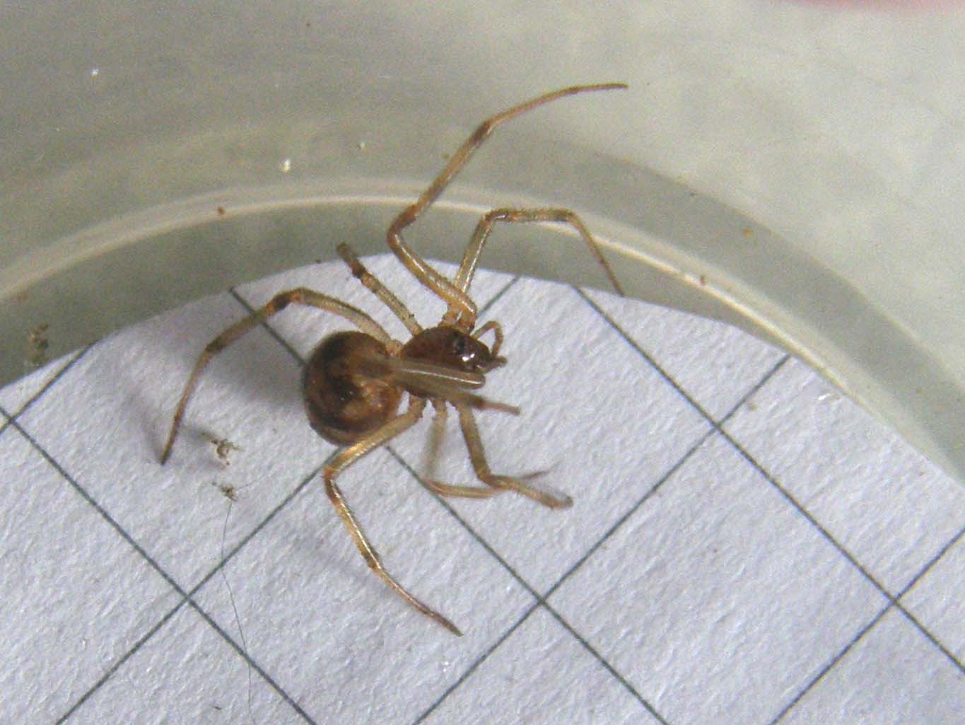 Parasteatoda sp.; Steatoda triangulosa