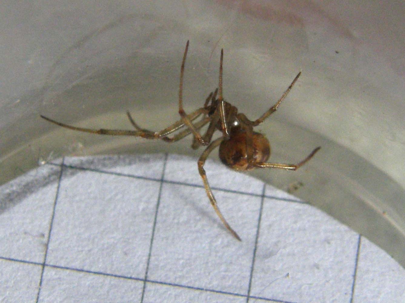 Parasteatoda sp.; Steatoda triangulosa