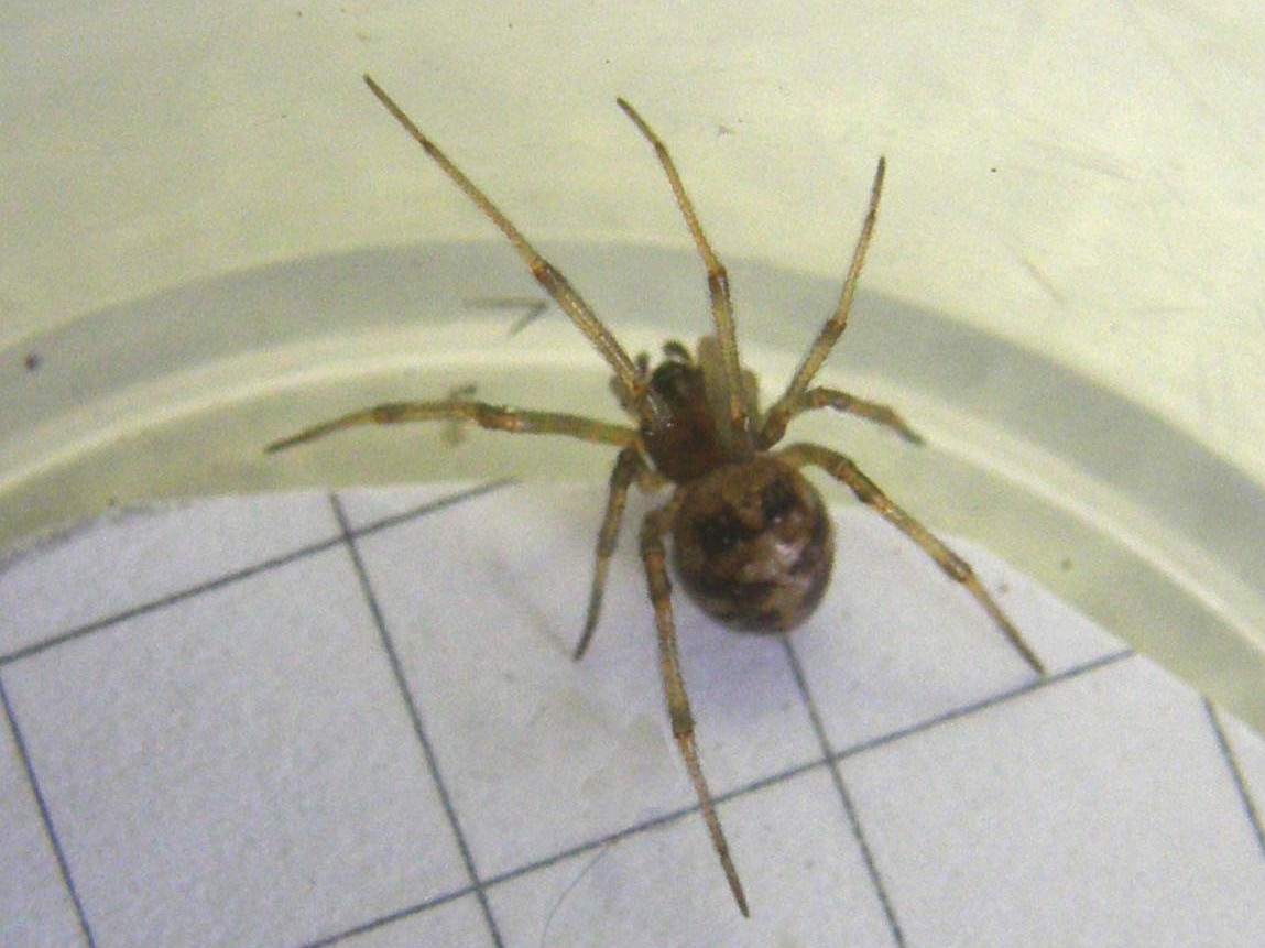 Parasteatoda sp.; Steatoda triangulosa