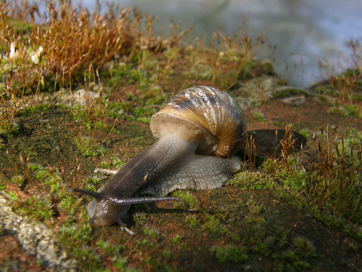 Cornu aspersum?