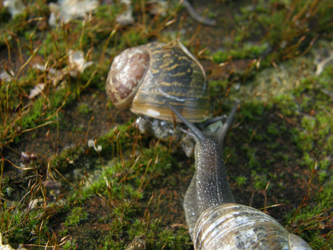 Cornu aspersum?