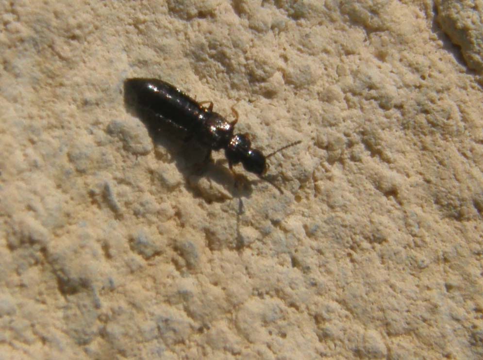 Staphylinidae da identificare: Oxytelinae