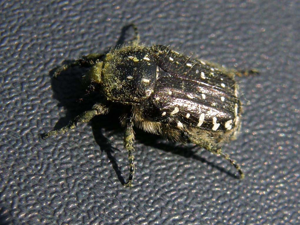 Oxythyrea funesta