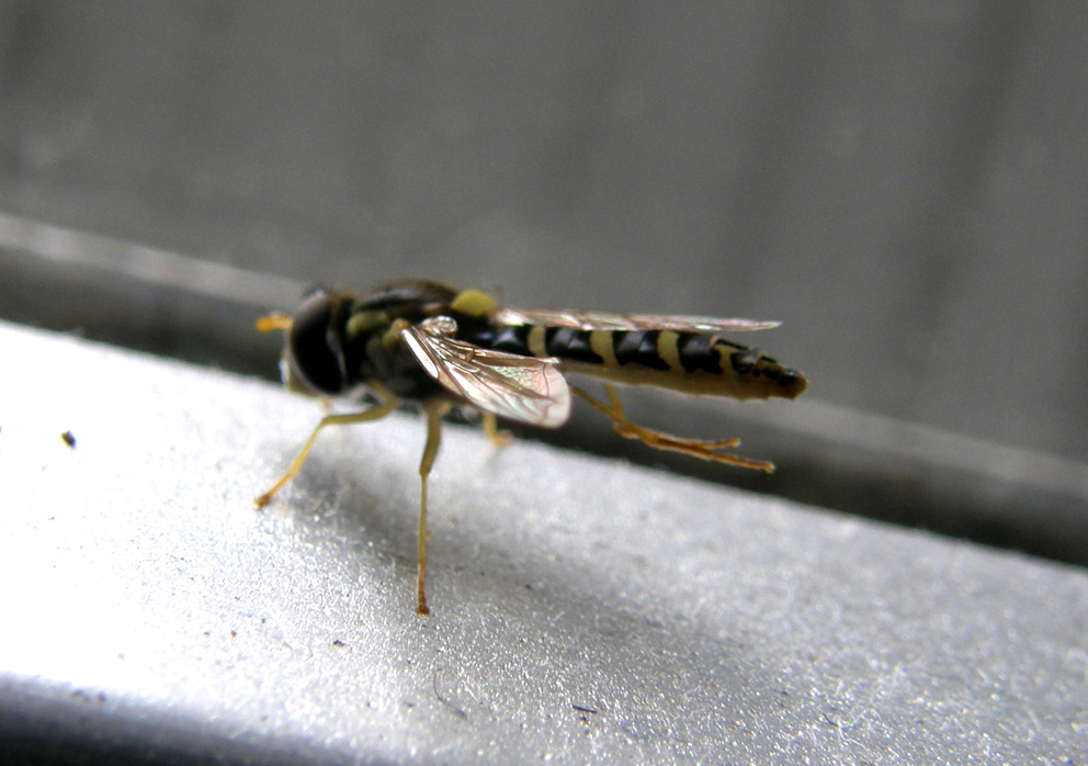 Sphaerophoria sp. (Syrphidae)