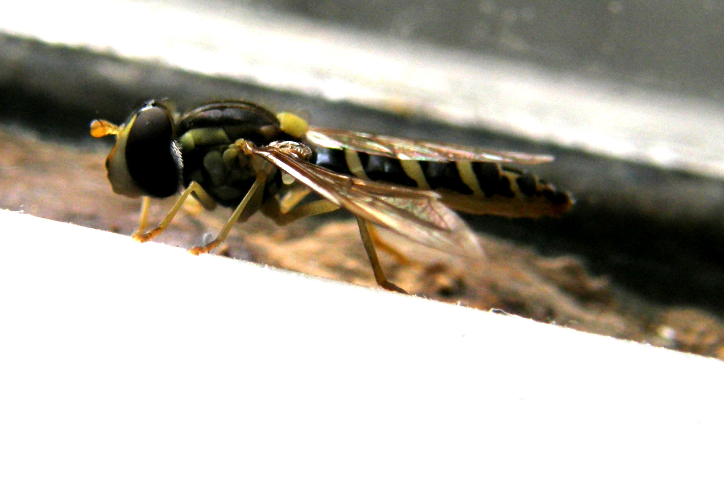 Sphaerophoria sp. (Syrphidae)