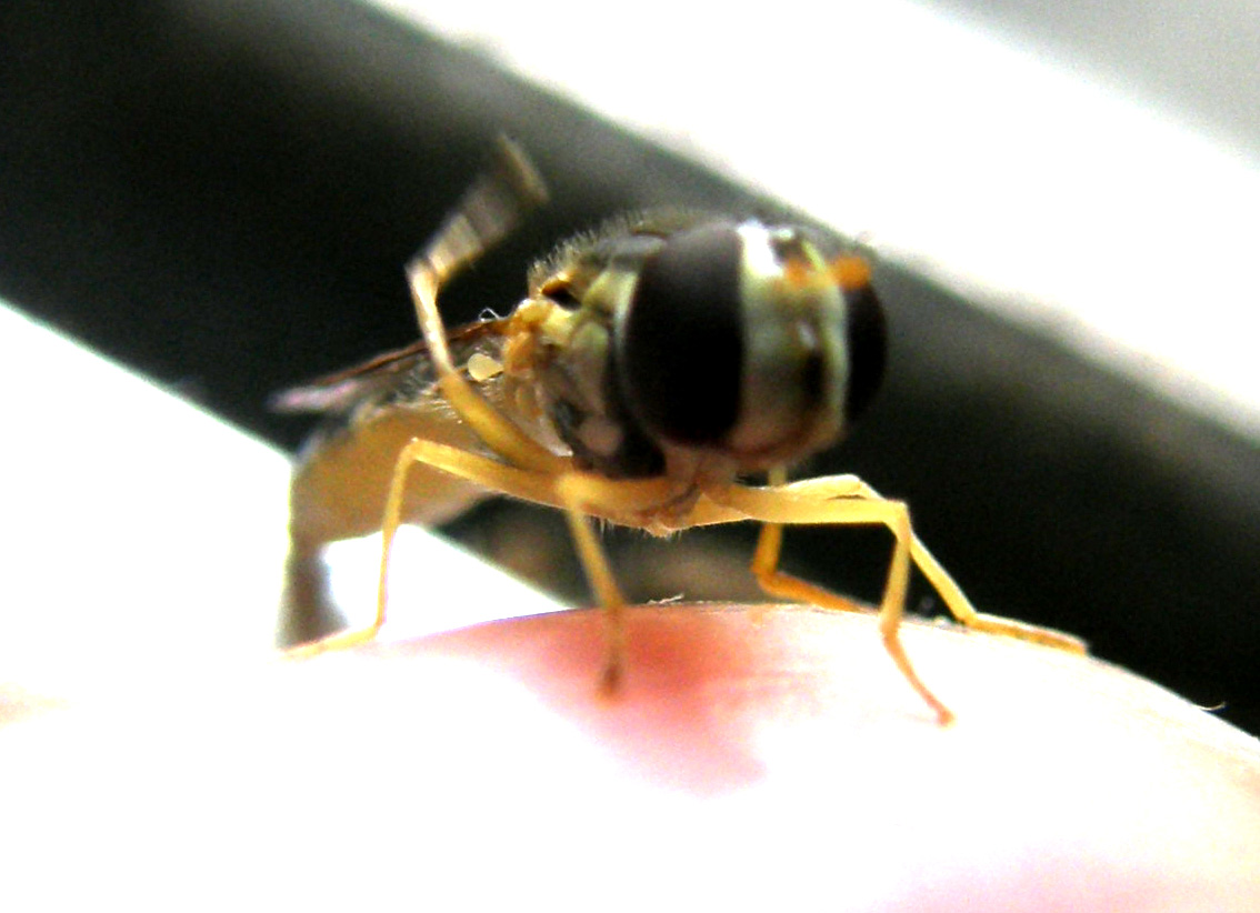 Sphaerophoria sp. (Syrphidae)