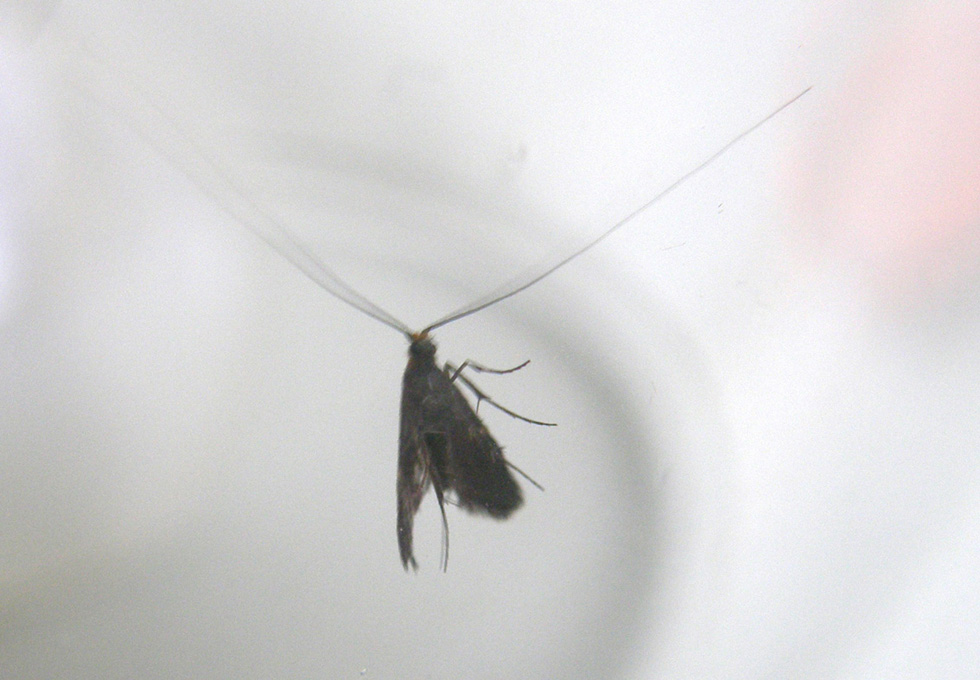 Nemophora degeerella