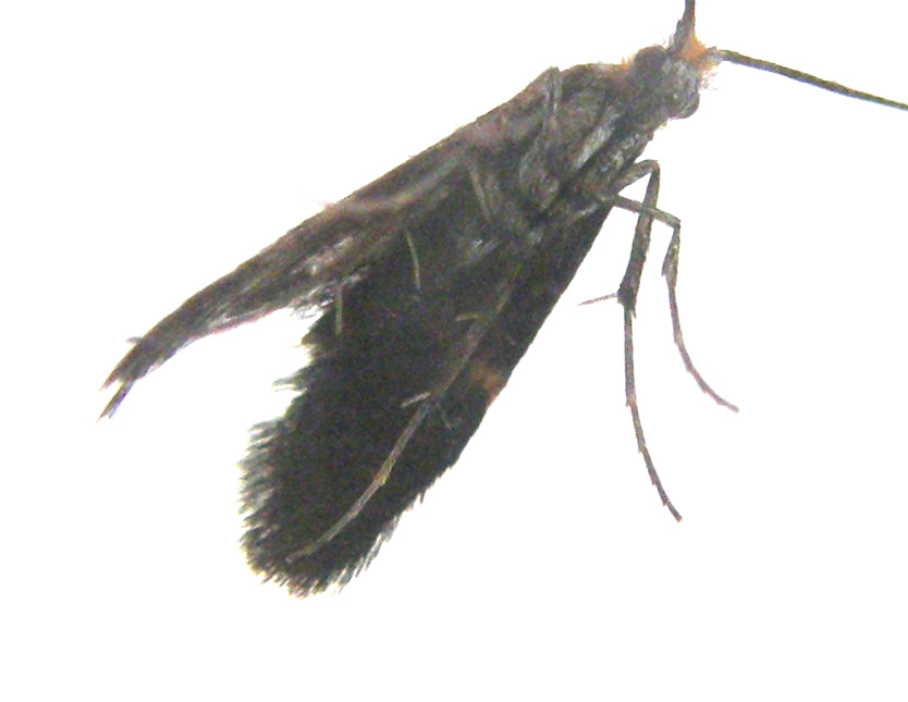 Nemophora degeerella