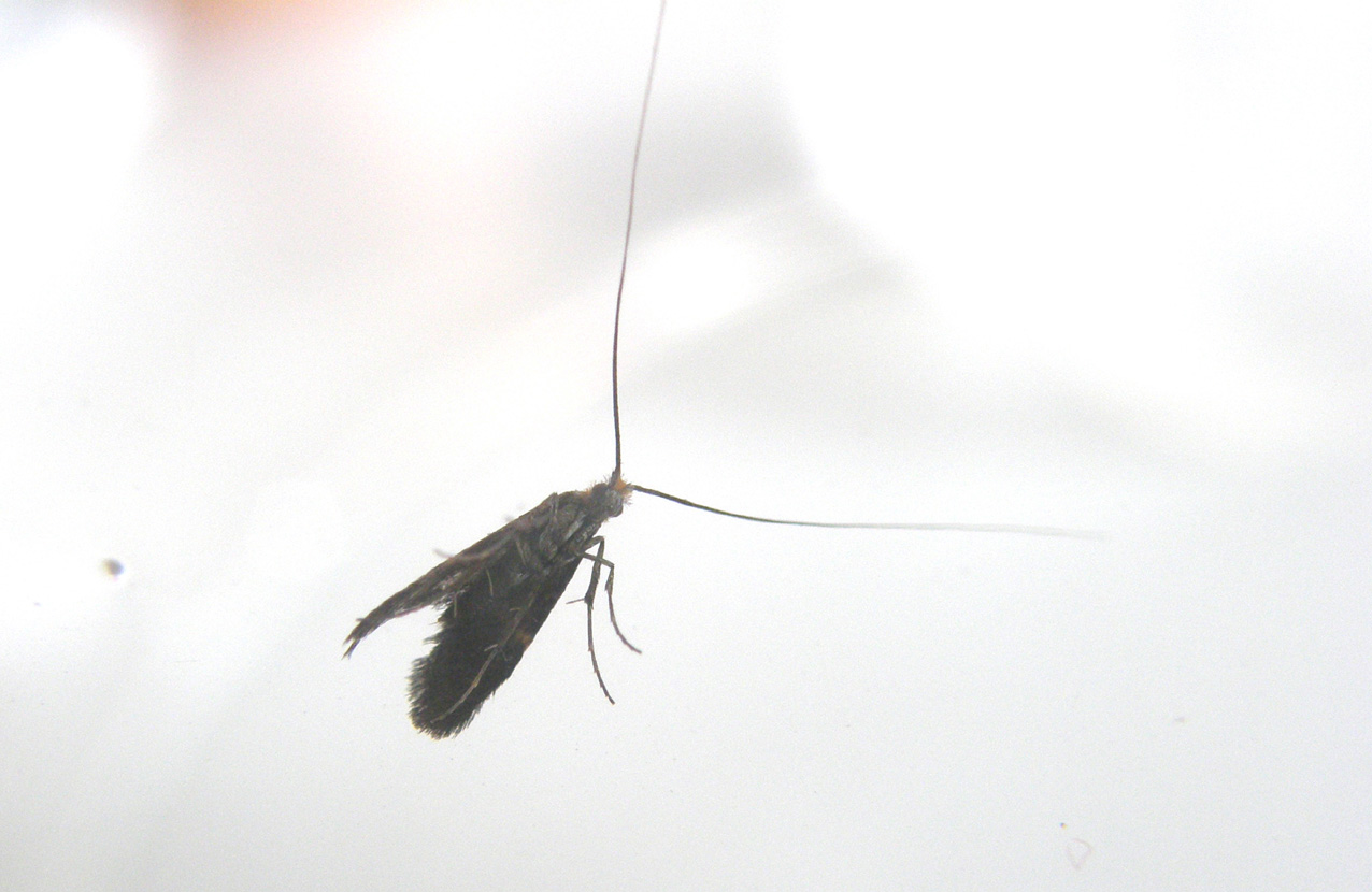 Nemophora degeerella