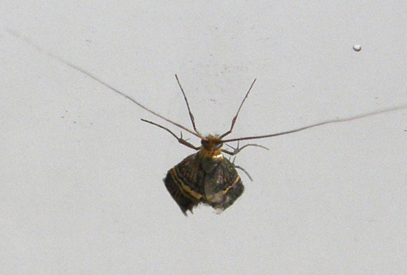 Nemophora degeerella