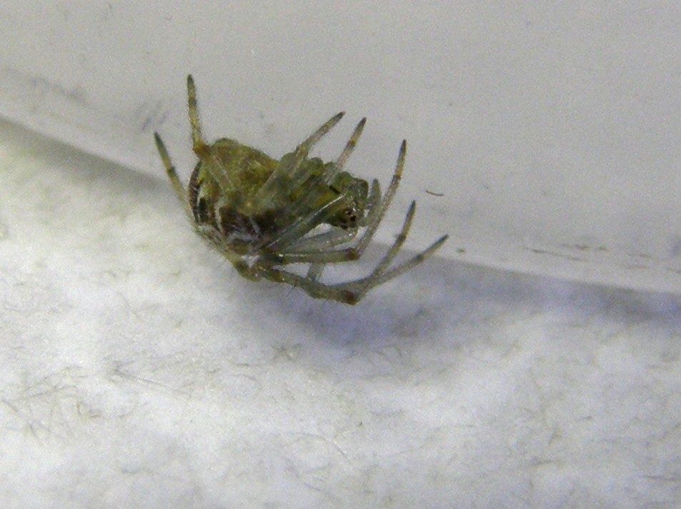 Theridion sp.