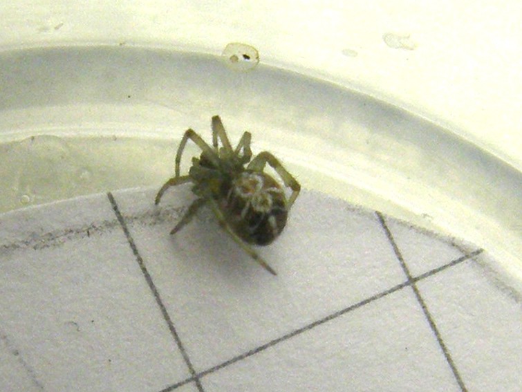 Theridion sp.