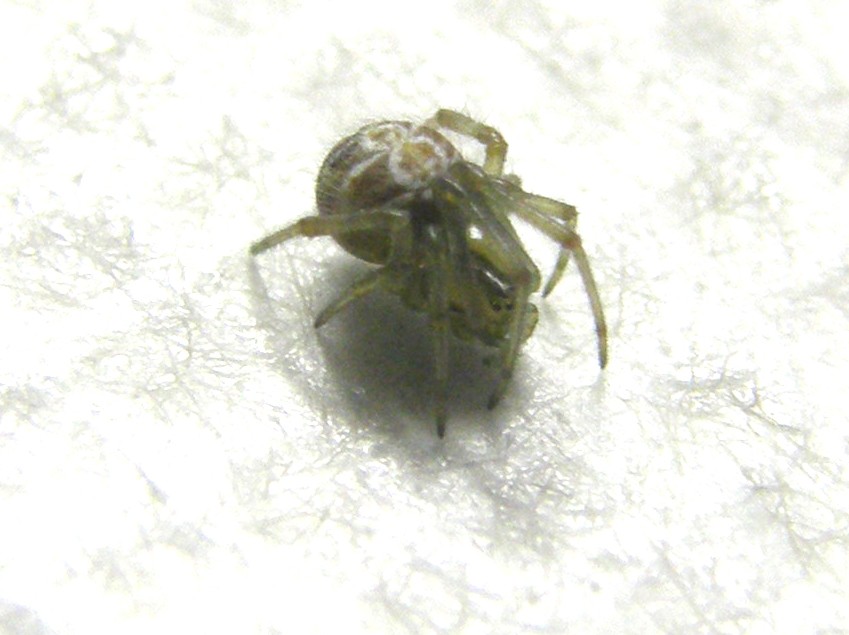 Theridion sp.