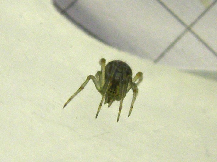 Theridion sp.