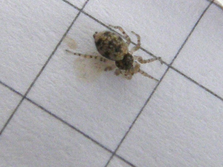 Oecobius sp.