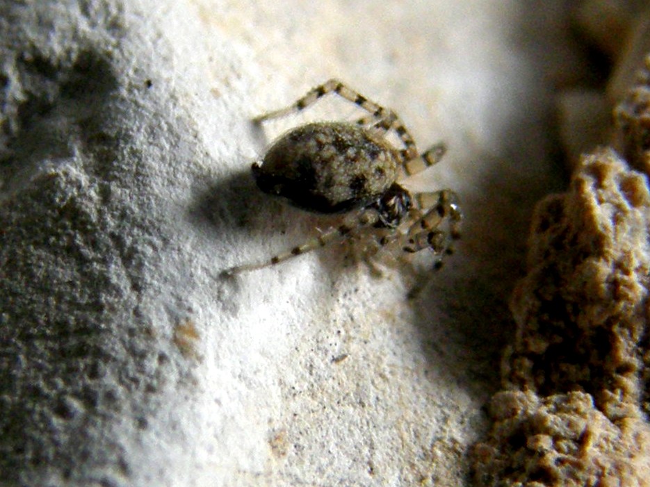 Oecobius sp.