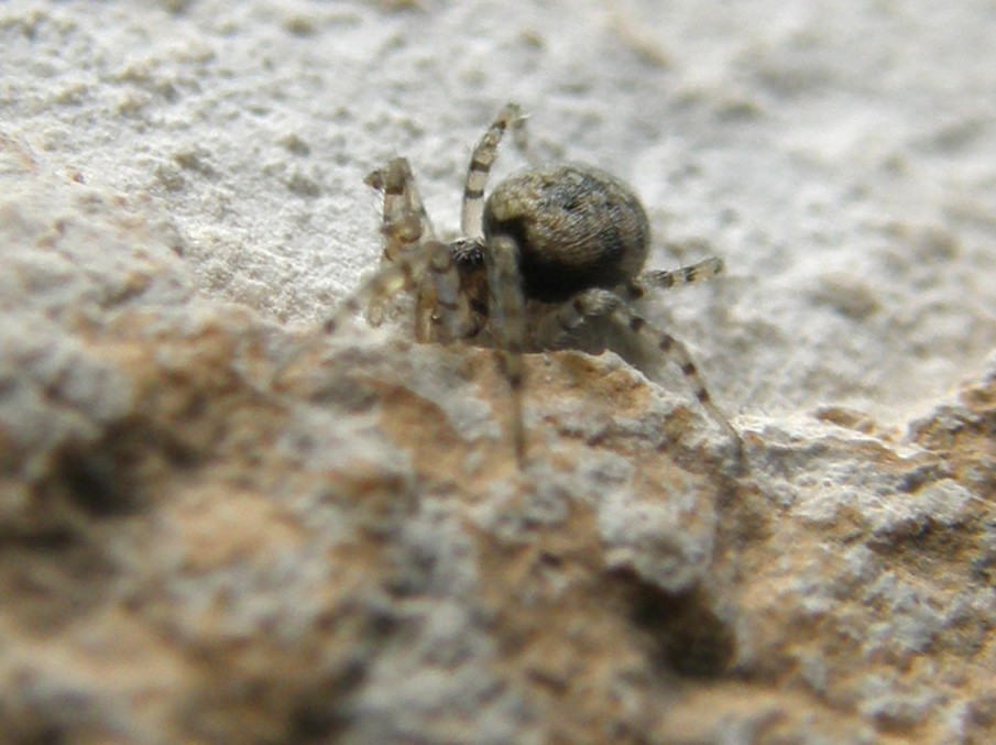 Oecobius sp.