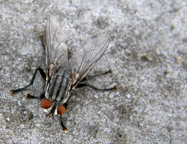 Moria di mosche