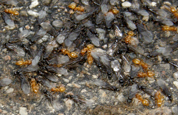 Formiche alate e operaie gialle (Lasius sp.)