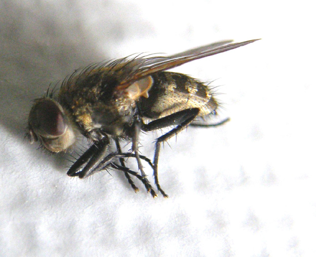 Moria di mosche