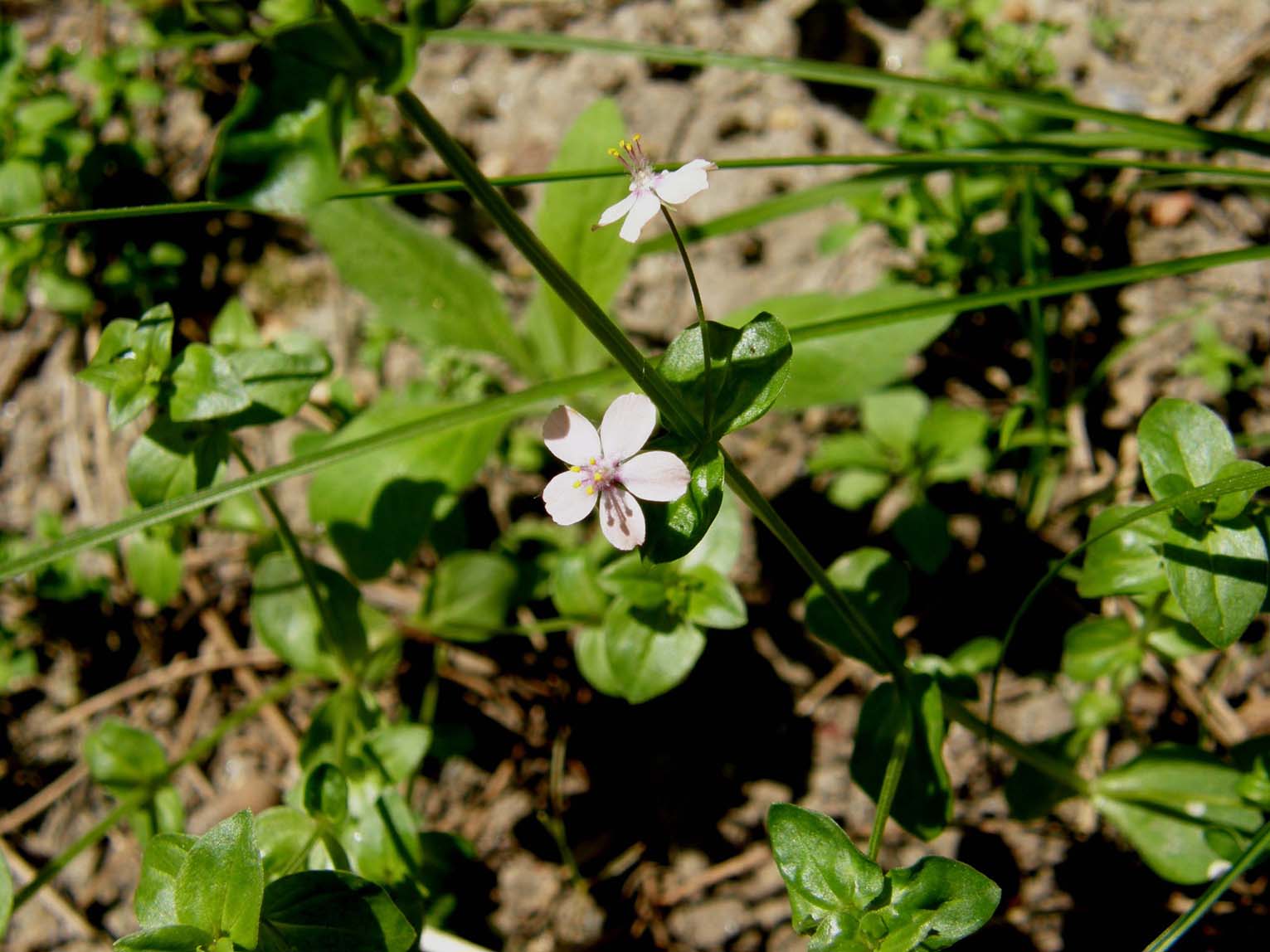 Lysimachia arvensis