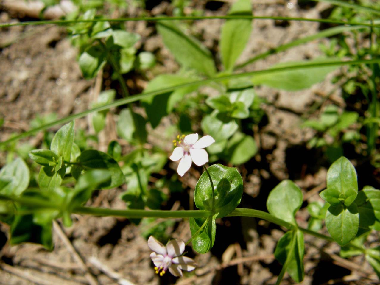 Lysimachia arvensis