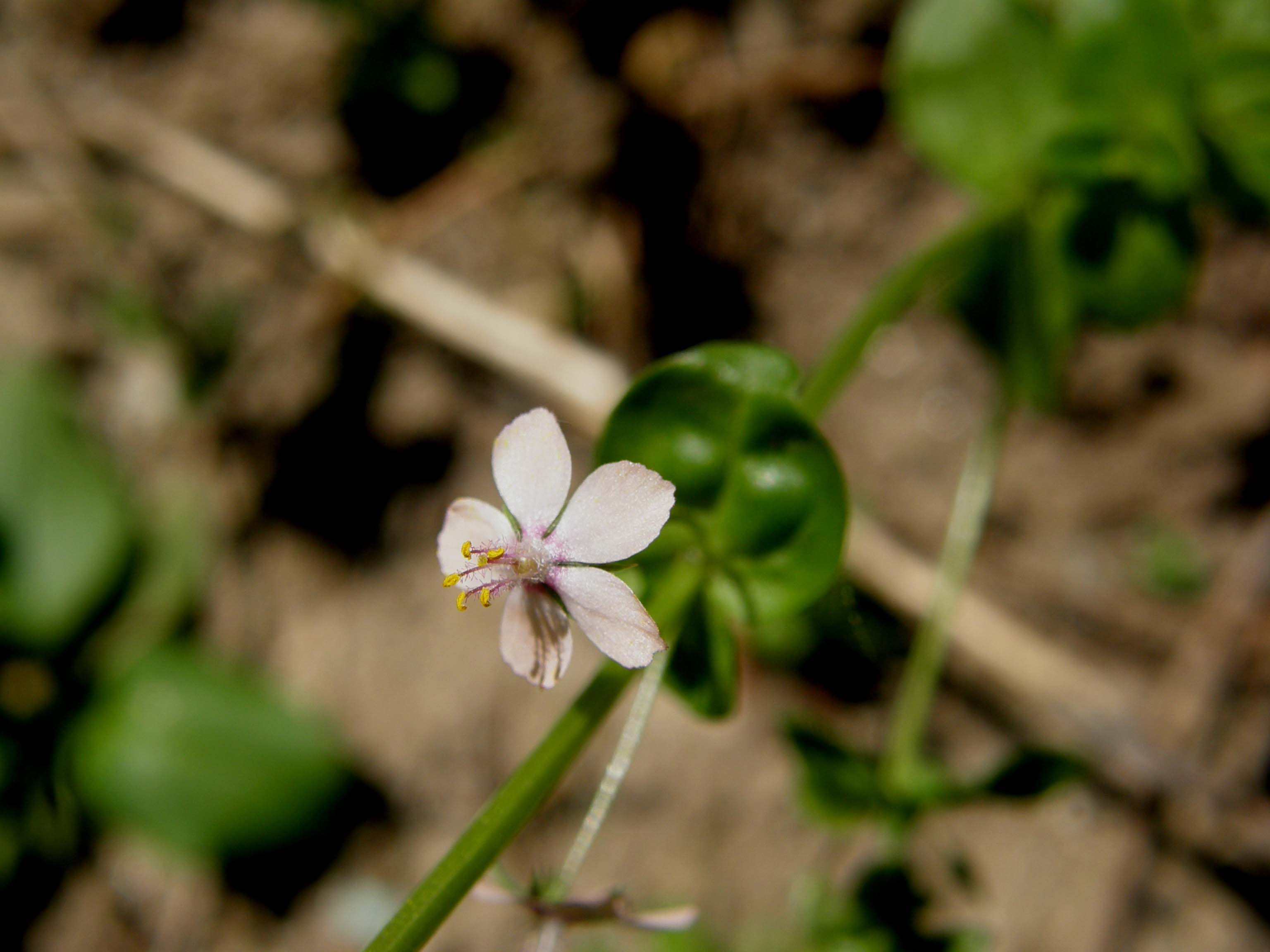 Lysimachia arvensis