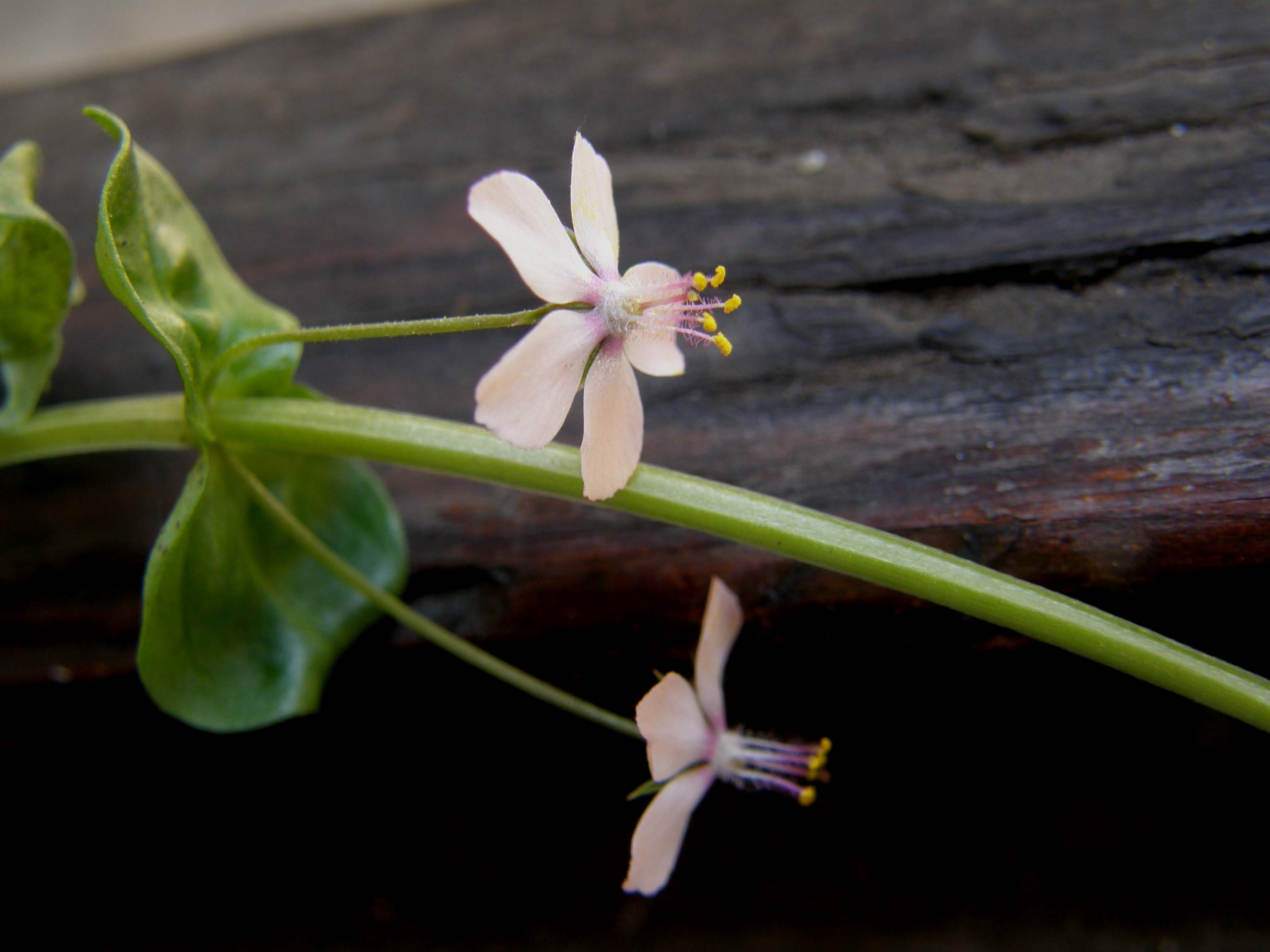 Lysimachia arvensis