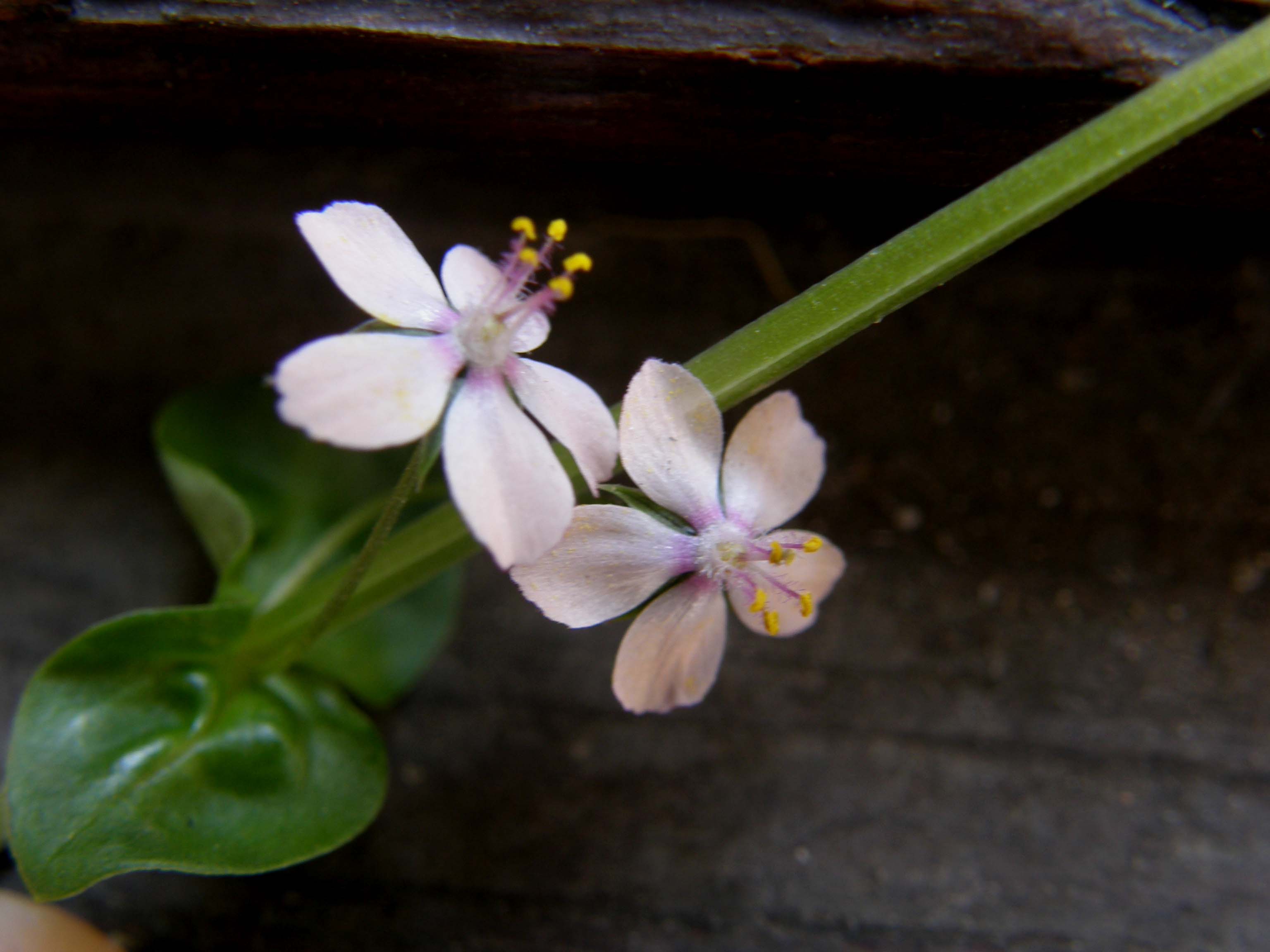 Lysimachia arvensis