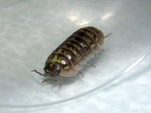 Armadillidium sp.