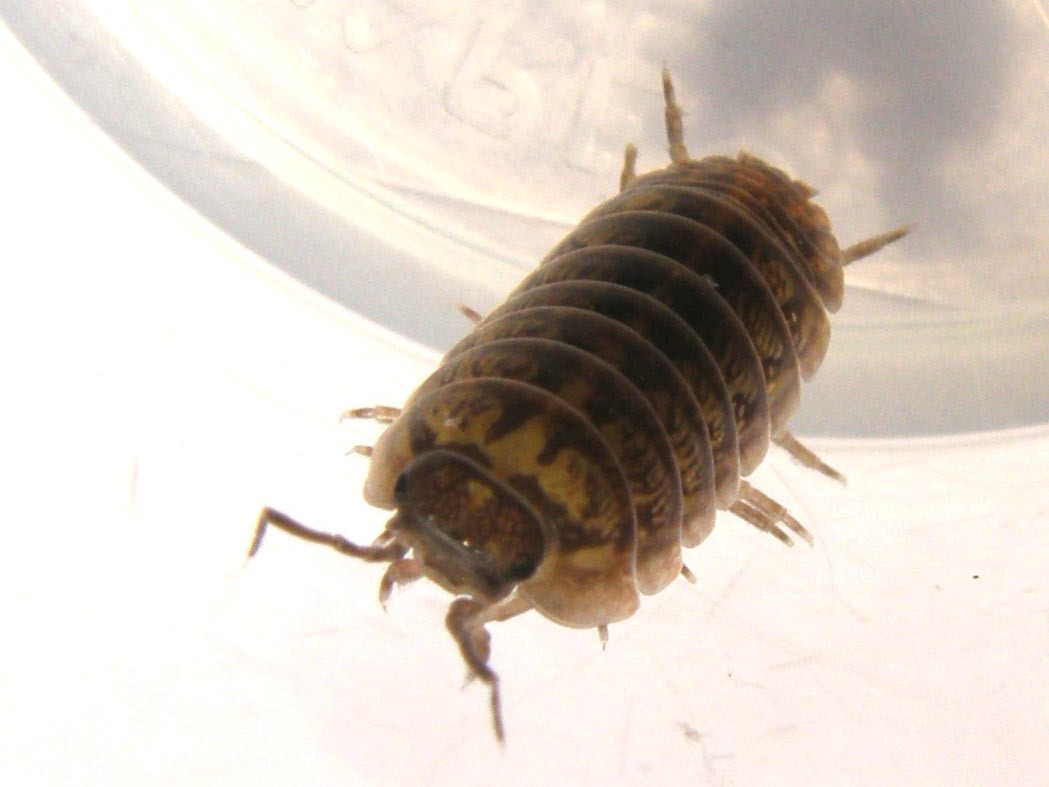 Armadillidium sp.