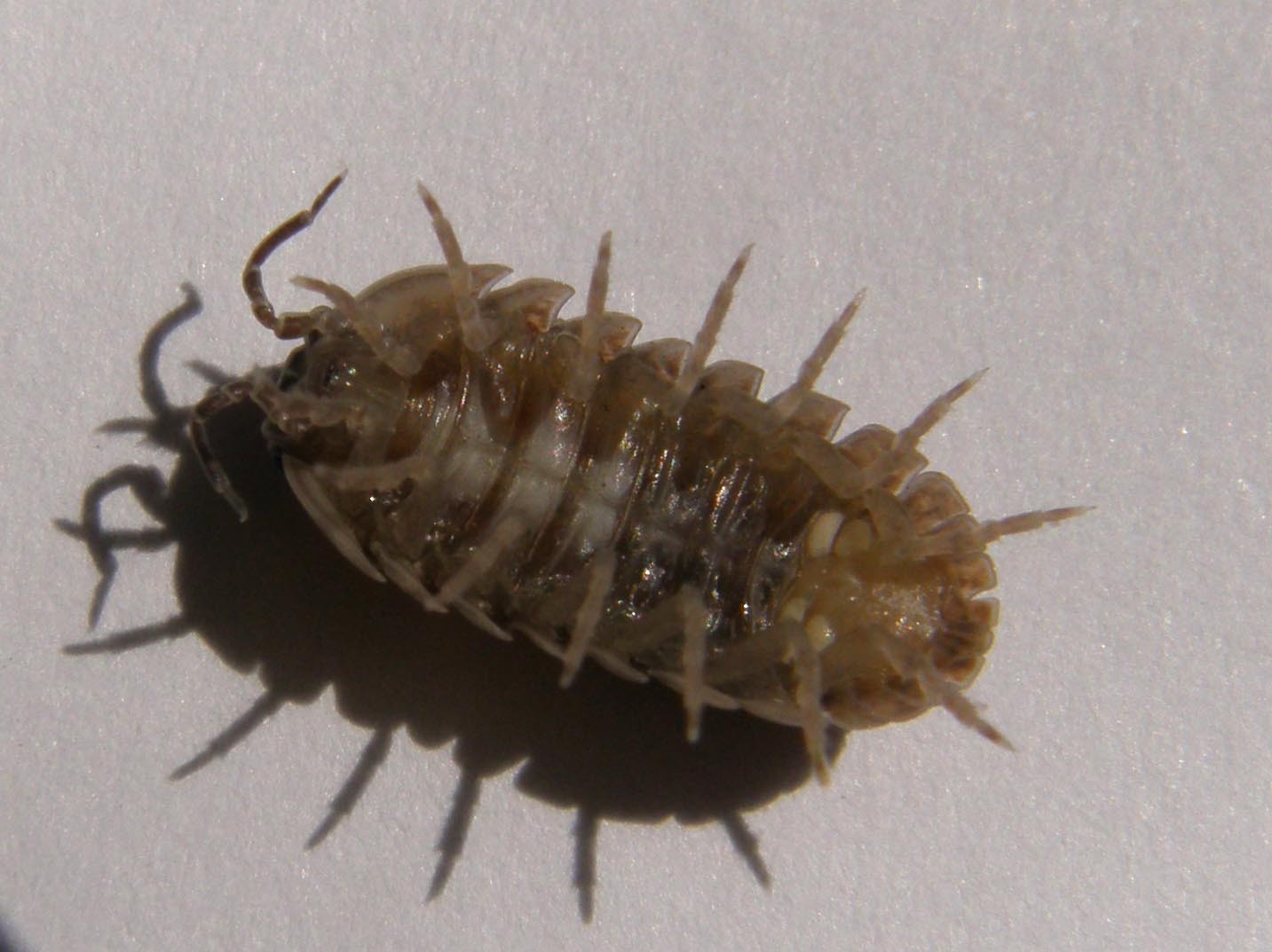 Armadillidium sp.