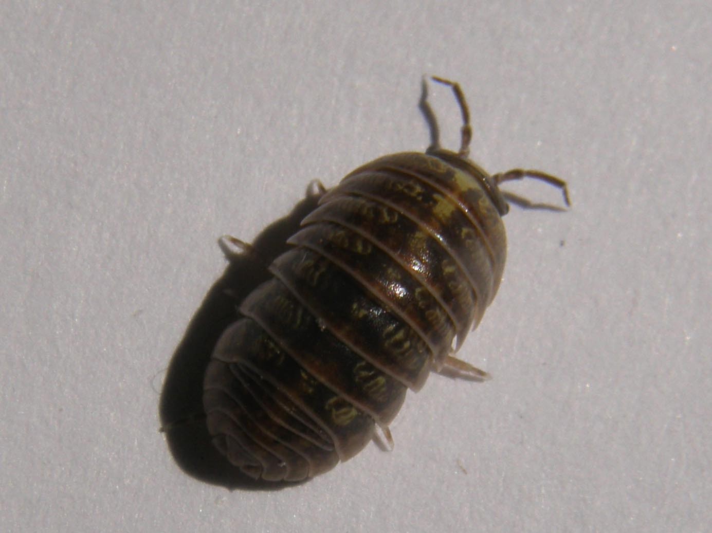 Armadillidium sp.