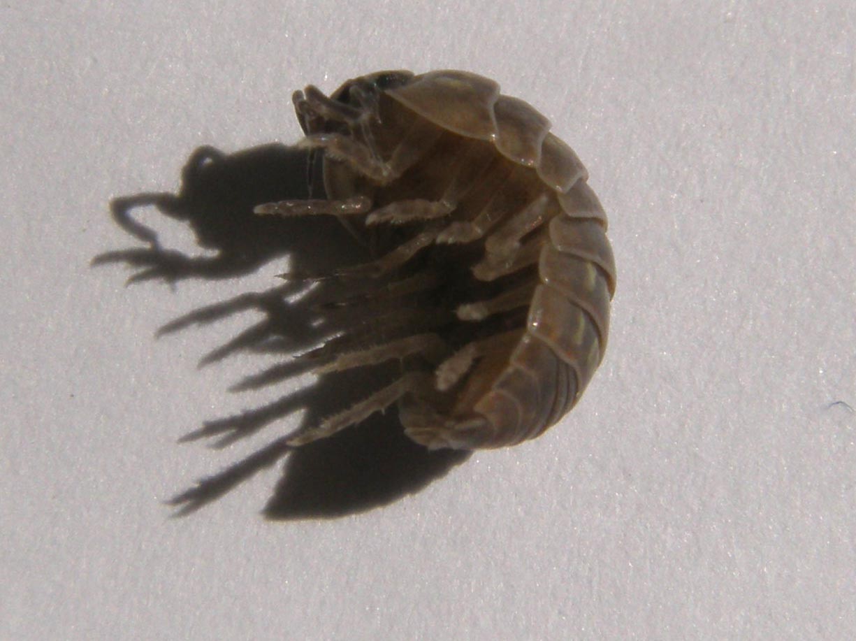 Armadillidium sp.