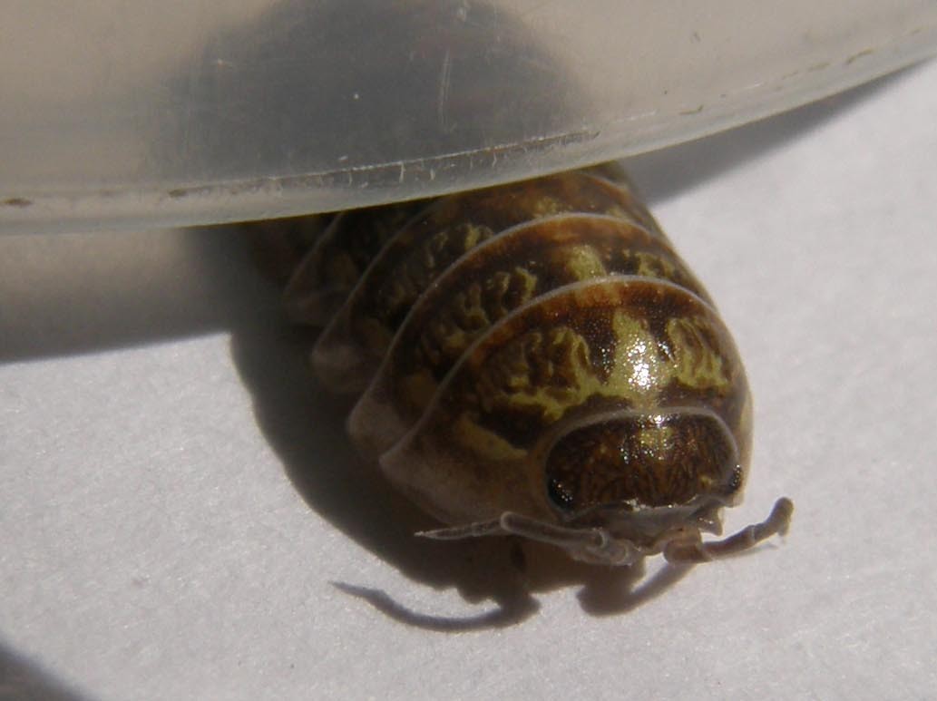 Armadillidium sp.